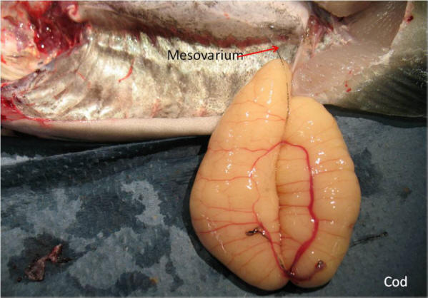 Fig 5 mesovarium cod