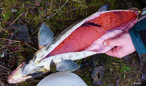 Fig 6 salmon female mature JW _small