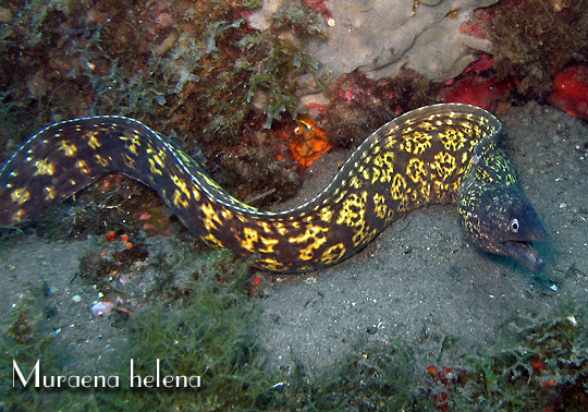 Image result for MURAENA