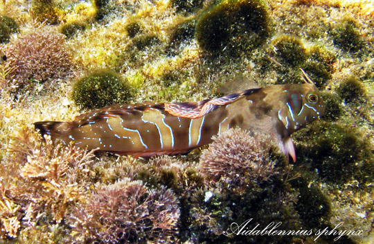 Bavosa sfinge - Aidablennius sphynx - Foto Alberto Biondi