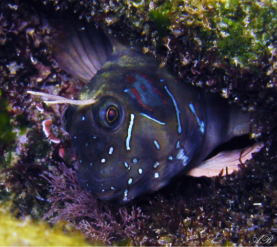 Foto Alberto Biondi