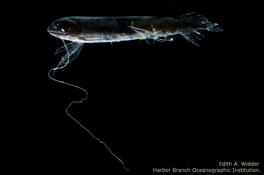 Batofilo nero - Edith A. Widder Harbor Branch Oceanographic Institution.