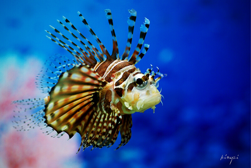 lionfish