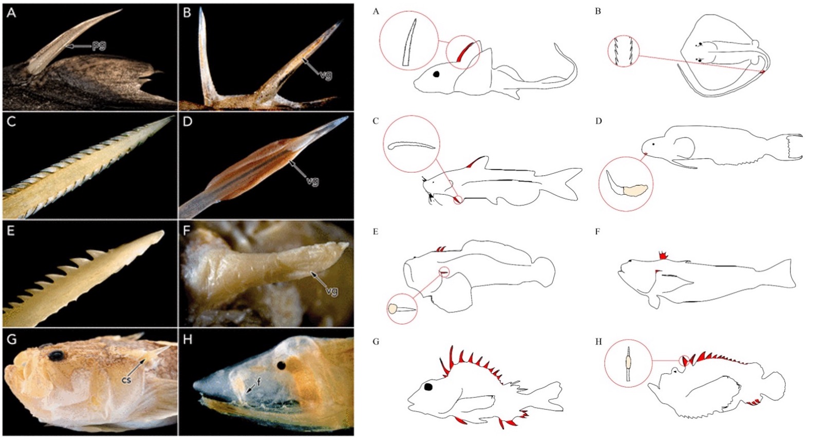 fish venom apparatus