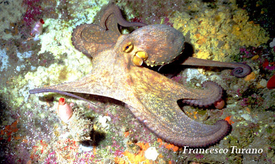 octopus vulgaris