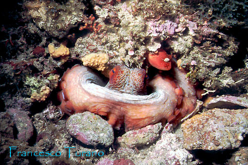 octopus vulgaris, nella tana