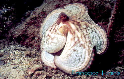 octopus vulgaris