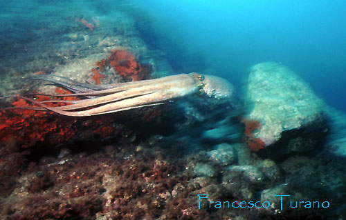 octopus vulgaris
