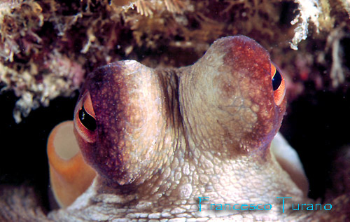 octopus vulgaris