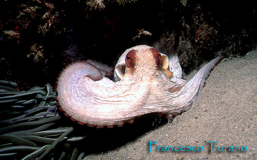 octopus vulgaris