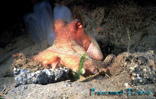 octopus vulgaris, costrutture di tane