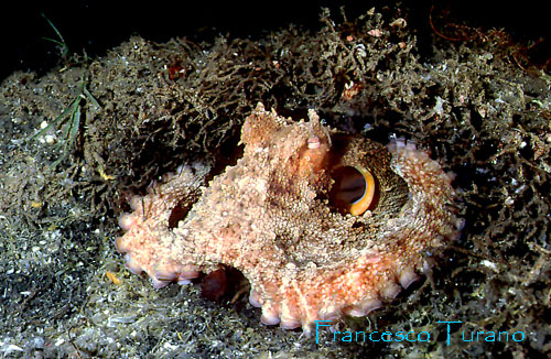 octopus vulgaris