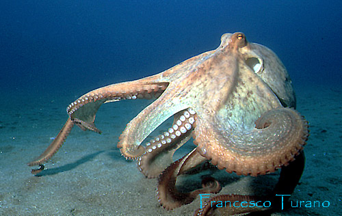 octopus vulgaris