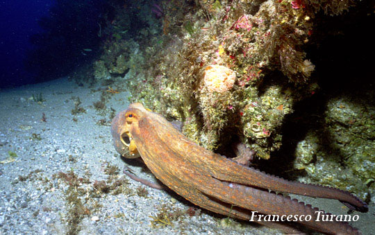 octopus vulgaris