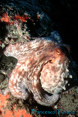 octopus vulgaris