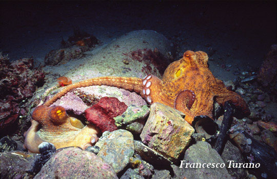 octopus vulgaris, durante l'accoppiamento