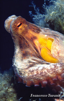 octopus vulgaris