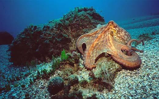 octopus vulgaris