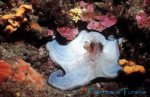 octopus vulgaris