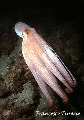 octopus vulgaris