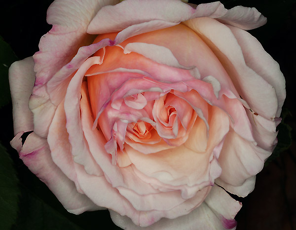 Rosa antica a Pordenone