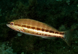 Buddaci, pisci missinisi