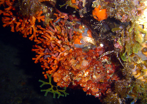Itala Marina