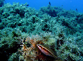 Stretto di Messina - Itala Marina - ab