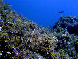 Stretto di Messina - Itala Marina - ab