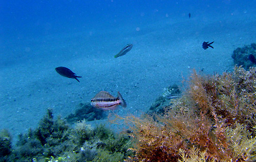 Stretto di Messina - Golfo Aranci - Buddaci -ab