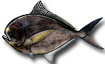 Pesce castagna - Brama raii