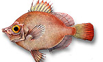 Pesce tamburo - Capros aper