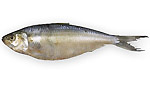 Aleccia di madeira - Sardinella maderensis