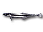 Remora - Echeneis naucrates