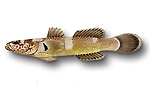 Ghiozzo quadrifasciato - Chromogobius quadrivittatus