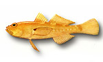 Ghiozzo dorato - Gobius auratus 