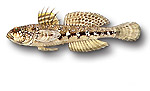 Ghiozzo geniporo - Gobius geniporus