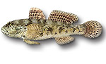 Ghiozzo testone - Gobius cobitis