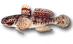 Ghiozzo paganello - Gobius paganellus