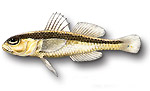 Ghiozzo listato - Gobius vittatus