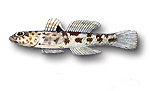 Ghiozzo leopardo - Thorogobius ephippiatus