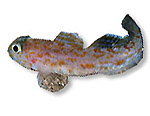 Ghiozzetto grosse scaglie - Thorogobius macrolepis