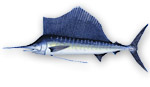 Pesce vela - Istiophorus albicans