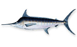 Marlin blu - Makaira nigricans 