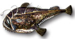 Rana pescatrice - Lophius piscatorius