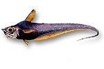 Pesce sorcio spinoso - Nezumia sclerorhynchus