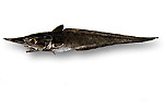 Pesce sorcio pizzuto - Trachyrincus scabrus