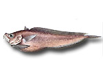 Gadorinco - Rhynchogadus hepaticus 