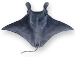 Manta - Manta birostris 