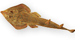 Pesce violino - Rhinobatos rhinobatos